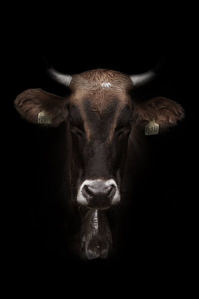 Vache de l'Allgäu noire et brune par GoodMoodPhotos