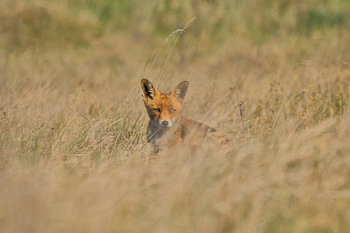 La force silencieuse de la nature – Le renard dans les champs