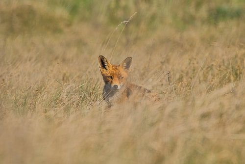De stille kracht van de natuur – De vos in het veld