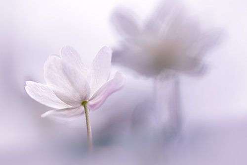 Anémone en violet