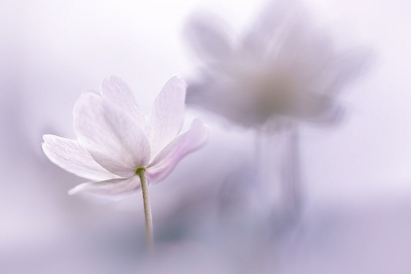 Anemone in Lila von Patricia van Kuik
