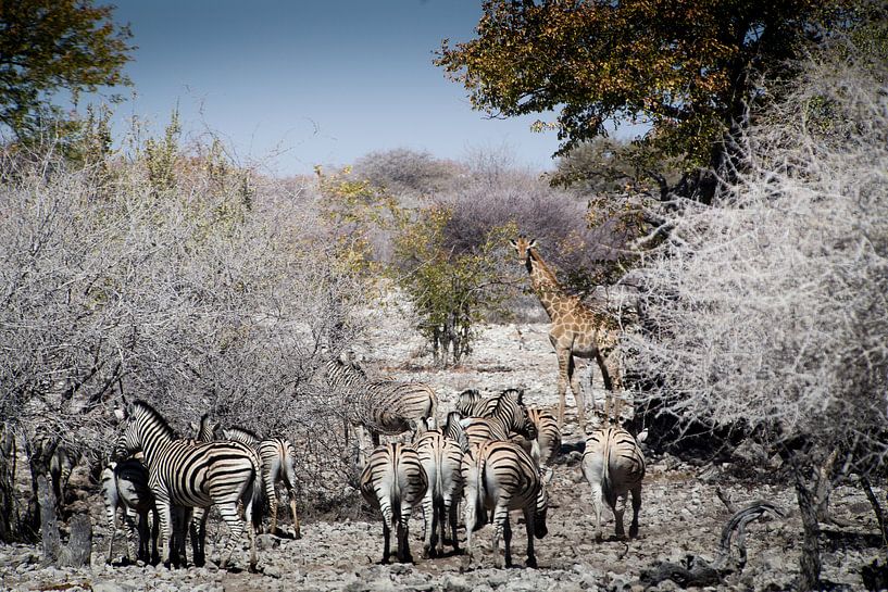 Zebras und Giraffen in Etosha von Arthur van Iterson