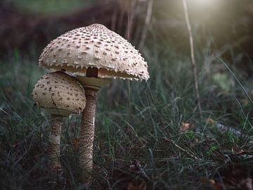 Grand parasol blanc au petit matin sur Jolanda Aalbers