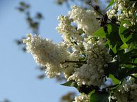 Spring Flowers Collection