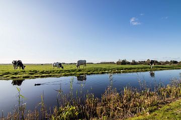 Nederlands landschap weiland van Déwy de Wit