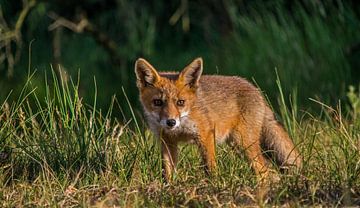 Foxes vulpes. by Robert Moeliker