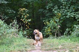 Brauner Staffordhund in den Wäldern von JGL Market