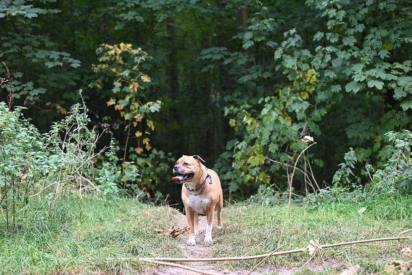 Brauner Staffordhund in den Wäldern von JGL Market