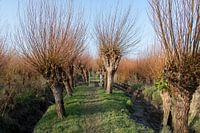 Rhoonse Grienden 05