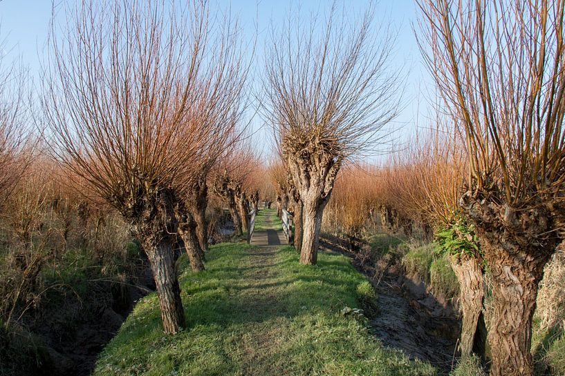 Rhoonse Grienden 05 von Hans Blommestijn