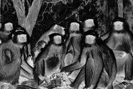 The "Monkey Watch" Monochrome