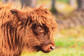 Schottisches Hochlandrind Kalb-Portrait von Sjoerd van der Wal Fotografie