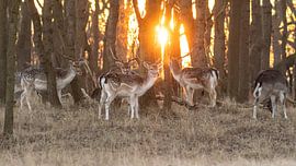 Herten van de AWD by Dirk van Egmond