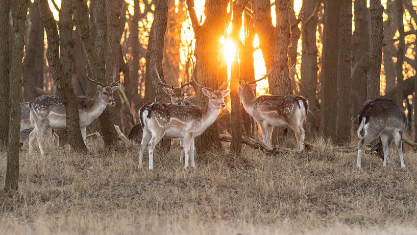 Herten van de AWD by Dirk van Egmond