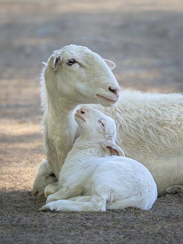 A lamb with its mother