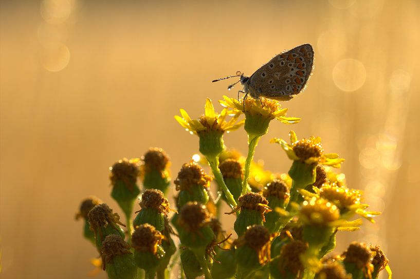 vlinder in ochtendlicht par Jeroen Grit