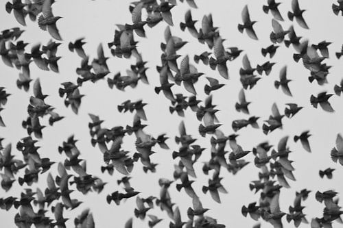 Essaim d'étourneaux : une image abstraite de nombreux étourneaux, créée par une longue vitesse d'obturation.