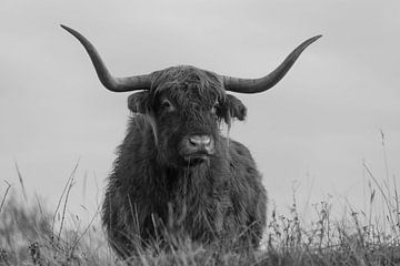 Dromerige Schotse Hooglander in zwart -wit van Ans Bastiaanssen
