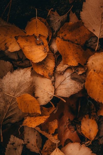 Herbstblätter von Evert Schiphuis
