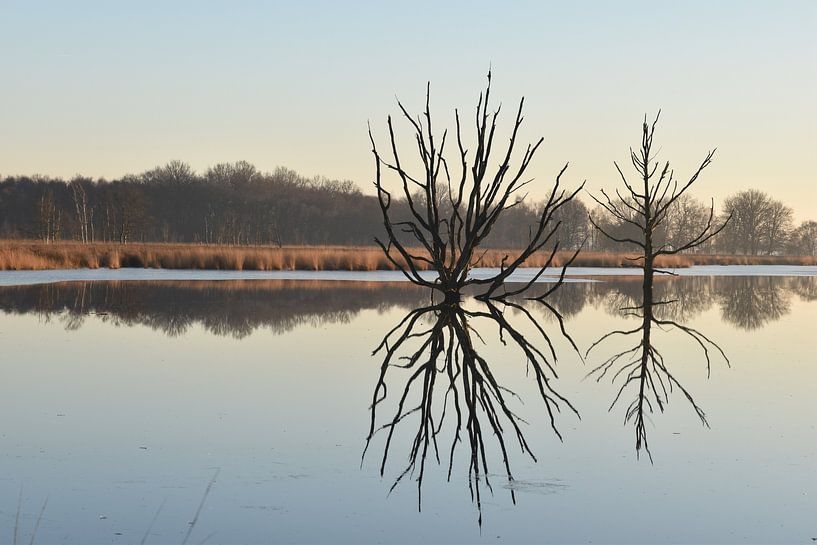 Symmetry by Mareille Everts