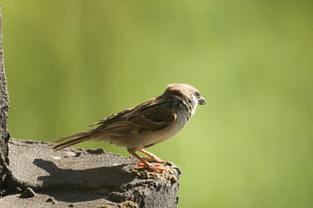 Ein Spatz, der auf einem sonnenbeschienenen Vorsprung sitzt