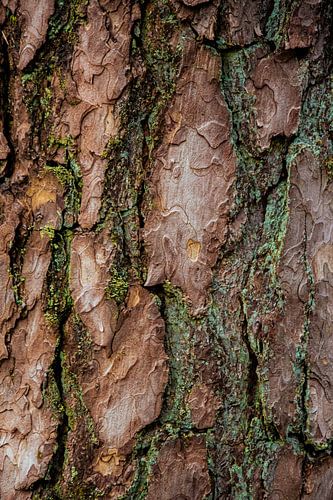 Textuur van boomschors – Bos van de Utrechtse Heuvelrug van Pix-Art by Naomi.k