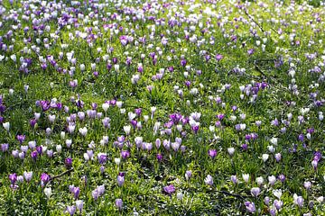 Grasveld met krokussen in de lente van Peter de Kievith Fotografie