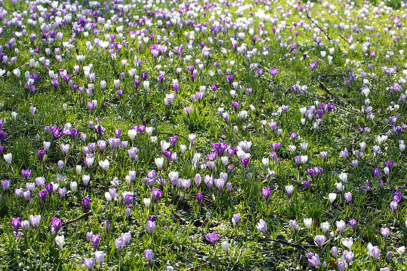 Rasen mit Krokussen im Frühling von Peter de Kievith Fotografie