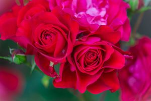 roses rouges sur Tania Perneel