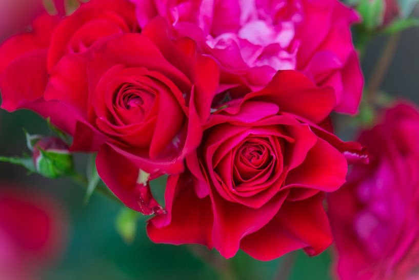 rode rozen van Tania Perneel