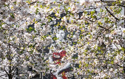 Kijkend door de bloesem in Utrecht van De Utrechtse Internet Courant (DUIC)