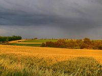 Sommer im Weinviertel I