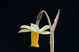 The last appearance of a daffodil (black) by Gerben van den Hazel