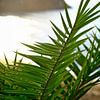 Palm leaves and rock on the Mediterranean Sea, Ibiza by Diana van Neck Photography