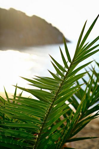Palmbladeren en rots aan de Middellandse Zee, Ibiza