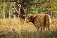 Scottish Highlander Strabrechtse Heide by Carlijn Steenbakkers thumbnail