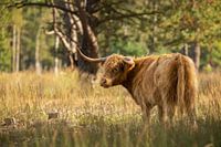 Scottish Highlander Strabrechtse Heide