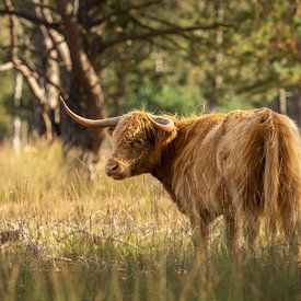 Scottish Highlander Strabrechtse Heide by Carlijn Steenbakkers