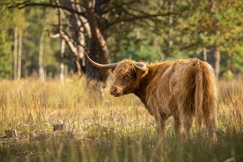 Schottischer Highlander Strabrechtse Heide