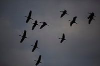 Kraanvogel