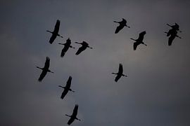 Kraanvogel sur Ulrich Brodde