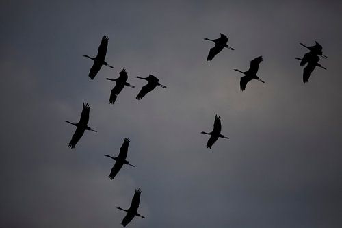 Kraanvogel van Ulrich Brodde