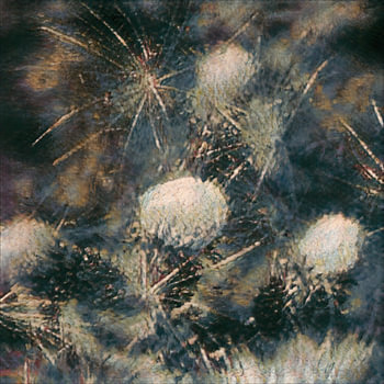 Wie zarte Galaxien aus Flocken schweben die Löwenzahnblüten in einem traumhaften Schauspiel