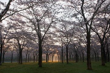 Sonnenaufgang im Blossom Park Amstelveen von Ria Scheewe