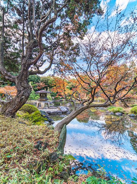 Japanse lantaarn en pijnbomen in de herfst. van Kuremo Kuremo
