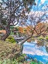 Japanse lantaarn en pijnbomen in de herfst. van Kuremo Kuremo thumbnail