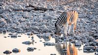 Steppezebra / Zebra bij waterput rond zonsondergang - Etosha, Namibië van Martijn Smeets thumbnail