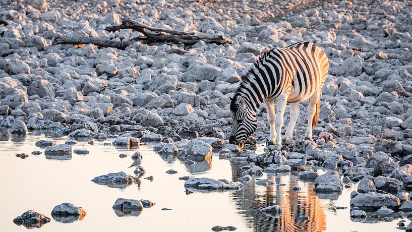 Steppezebra / Zebra bij waterput rond zonsondergang - Etosha, Namibië van Martijn Smeets