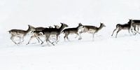 Bild von laufenden Hirschen im Schnee. von Therese Brals Miniaturansicht