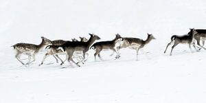 Bild von laufenden Hirschen im Schnee.